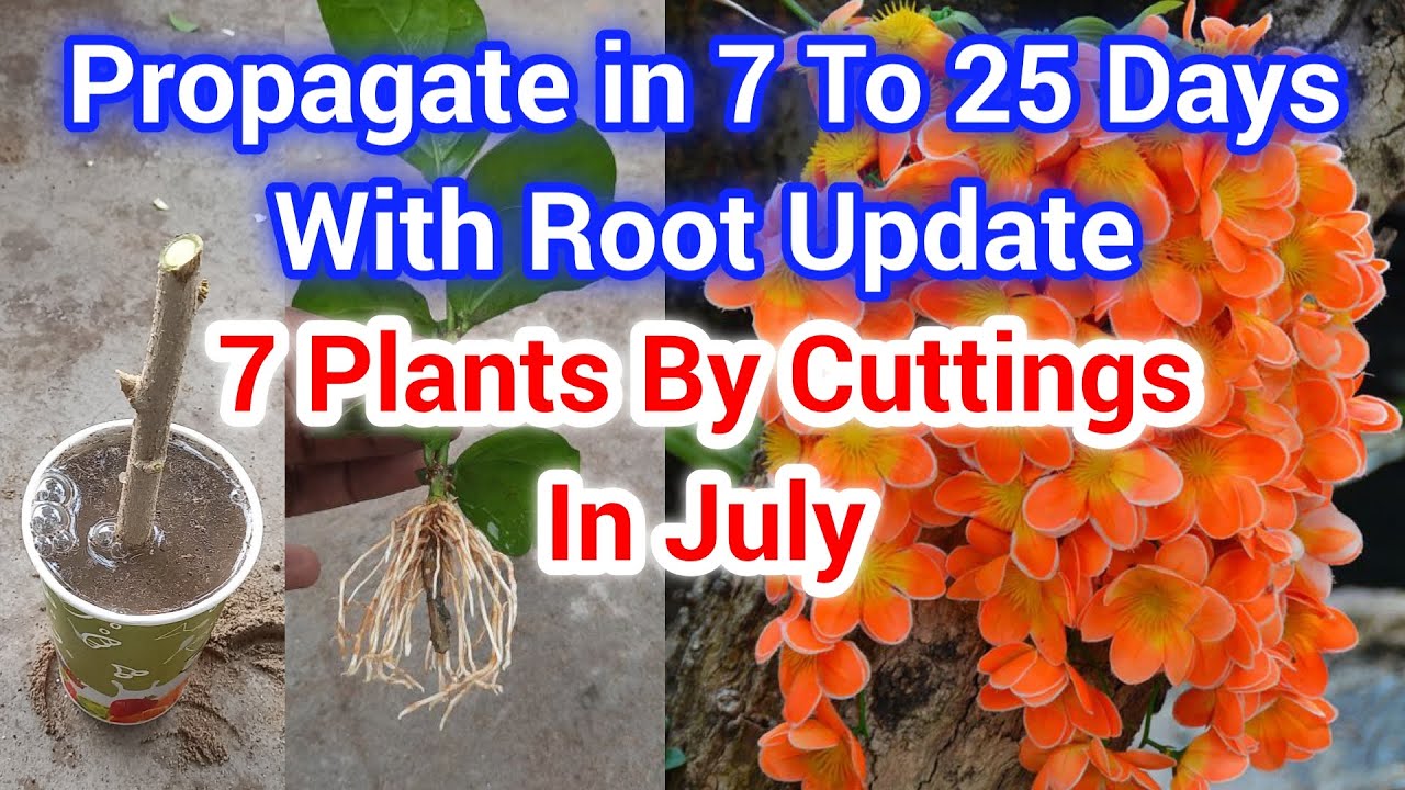 7 Plants that Easy To Grow by Stem Cuttings / What Plants Can Propagate