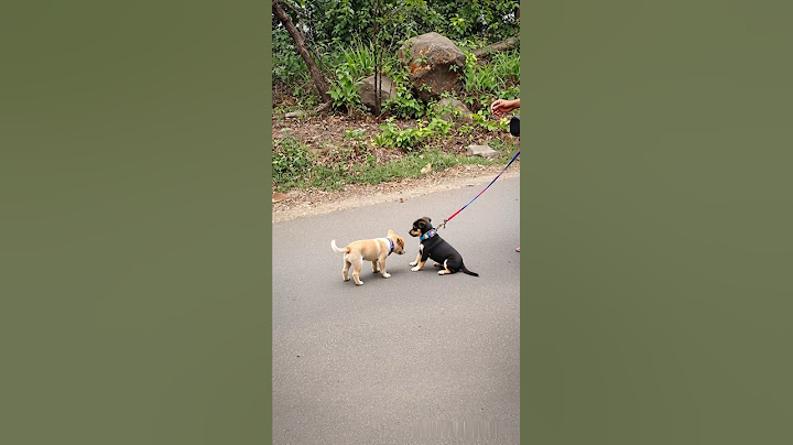 cute puppy video #puppy #cute #pets #funny #dog #puppydog #shorts