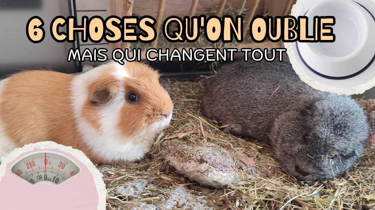 8 CHOSES SIMPLES QU'ON OUBLIE SOUVENT DE FAIRE POUR SES COCHONS D'INDE (mais qui changent tout !)