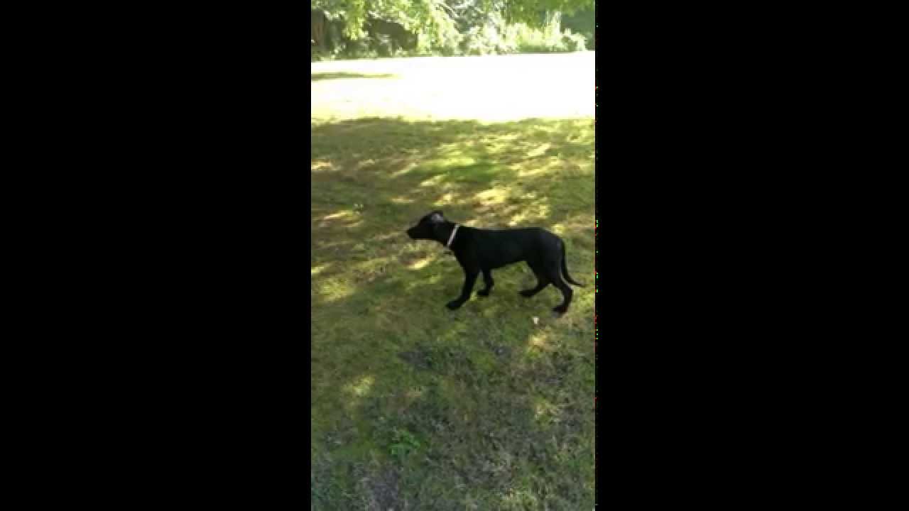 German Shepard German Shorthaired Pointer Mix Playing Youtube