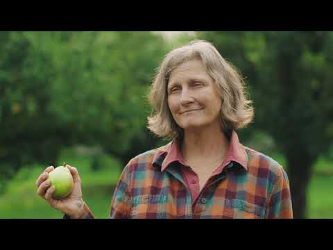 Vídeo: Green Anjou Pear Info: O que é uma variedade de pêra Anjou verde