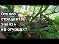 Почему огурцы сбрасывают завязь?