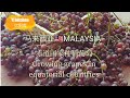 葡萄种植/赤道国家种植葡萄/ Growing grapes in equatorial countries/ENG SUB/中文字幕