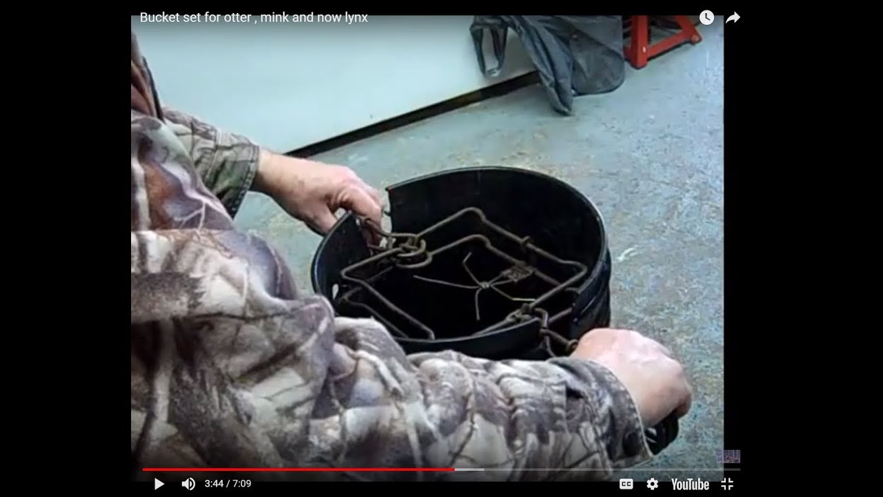 Набор ведер для выдры, норки и рыси.