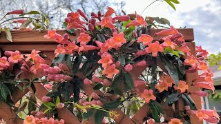 Tangerine Beauty Crossvine! A Texas SUPERSTAR Plant! A MUST Have For Gardens Zones 69!