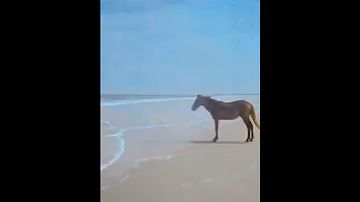 Horse Cock 