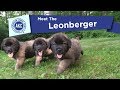 AKC's Meet the Leonberger の動画、YouTube動画。