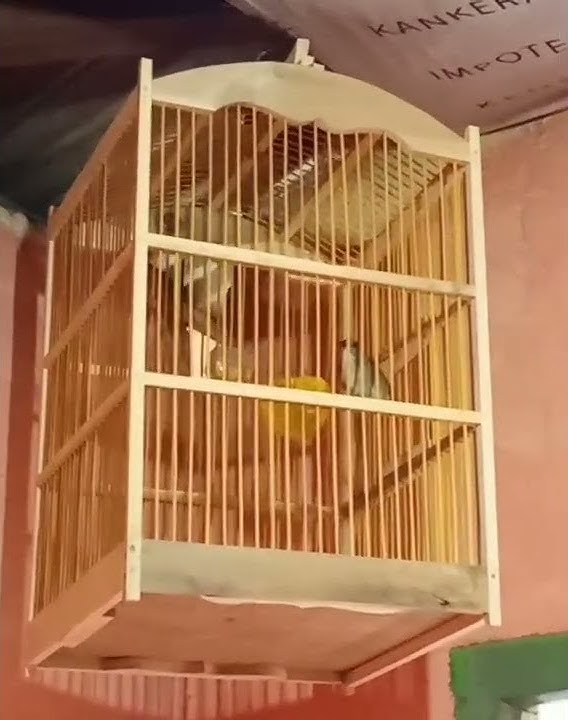 SRDC VS CUCAK IJO #SHORTS