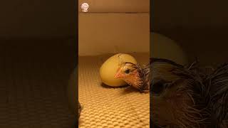 Just Hatched and Already Falling Asleep 4