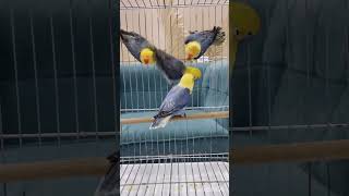 Turquoise 𝐏𝐚𝐫𝐛𝐥𝐮𝐞 Violet Opaline Hnd Aviary Haroonabad