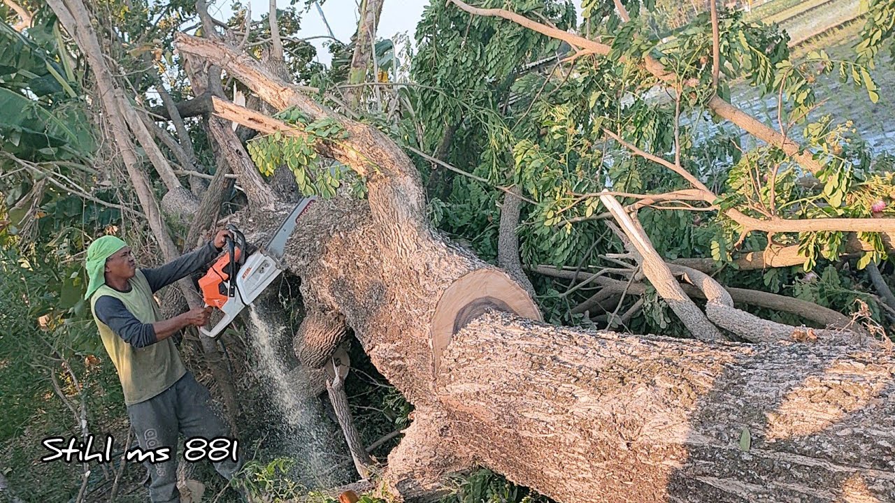 Stihl ms 881 vs Big Trembesi tree. - YouTube