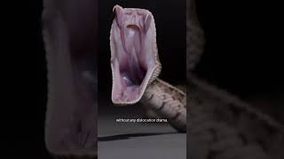 Snake Jaws: The Truth Behind the Myth