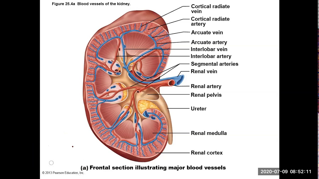 Почечные артерии и вены. Почечные артерии анатомия. Кровоснабжение почки анатомия. Строение почечной вены. Строение сосудов почки.