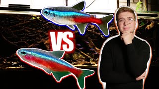 Néon bleu VS Cardinalis, quel poisson est le meilleur en aquarium ?