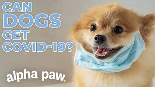 Can Dogs Get Covid-19? by AlphaPaw 32 views 1 year ago 6 minutes, 14 seconds