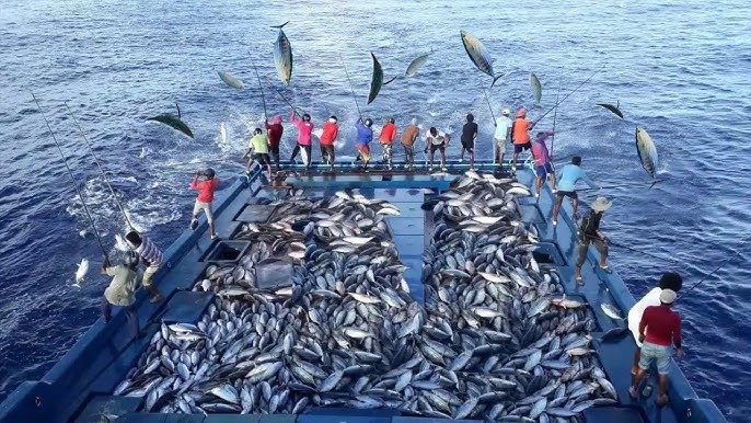 Amazing Gill Net Fishing Line On the Boat - Fishermen Catch Hundreds Tons  of Big Fish on The Sea! 