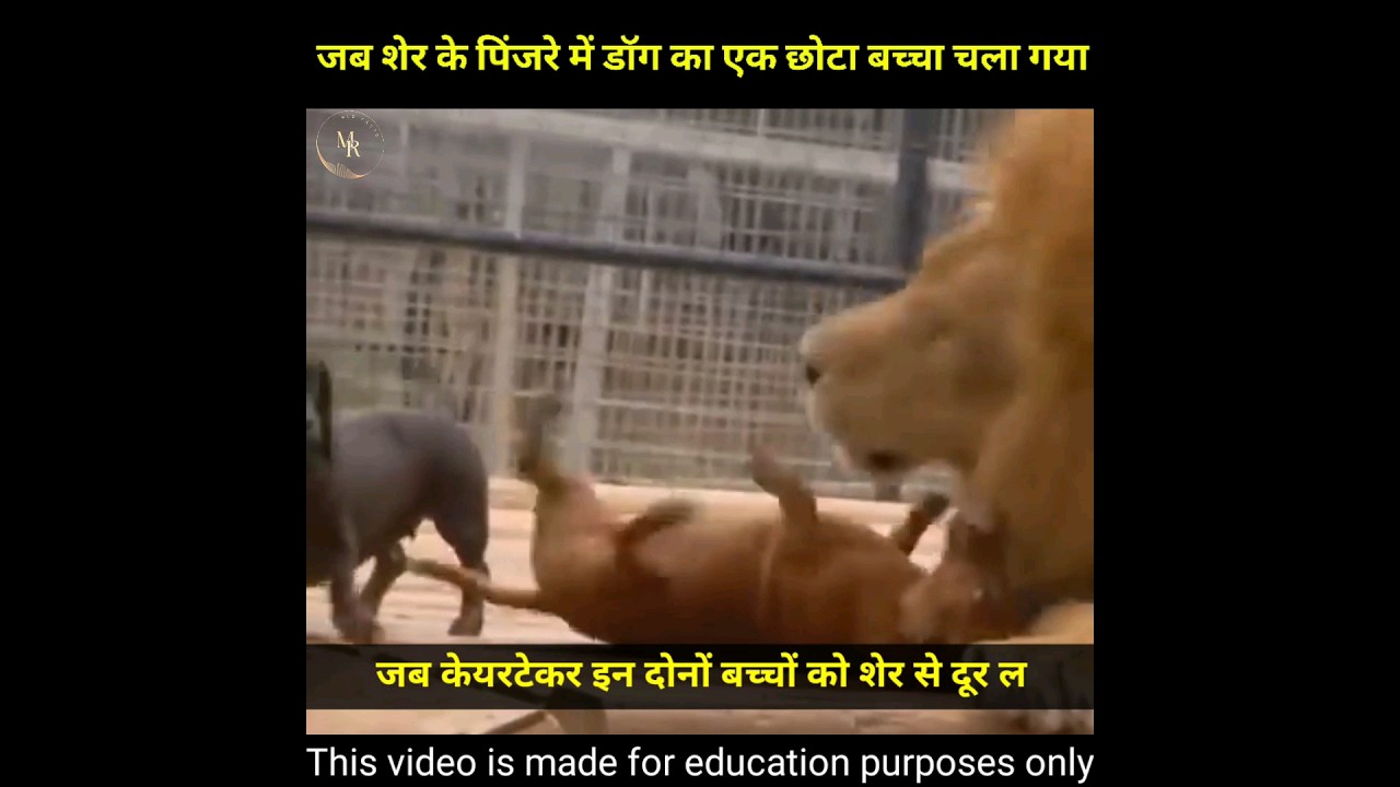जब डॉग का बच्चा गलती  से शेर के पिंजरे में चला गया... 😱| #shorts