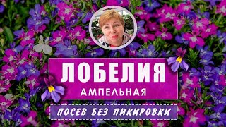 ЛОБЕЛИЯ  посев  без пикировки и перевалки. Мой любимый способ