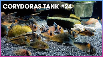 Tổng hợp các loại #Corydoras (Cá Chuột) #24