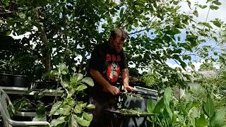 How To Clone Nightblooming Jasmine