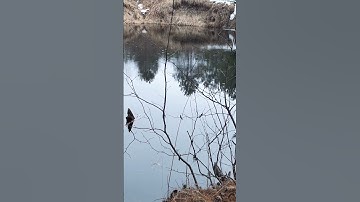 Nature. The Order in Chaos. #shorts