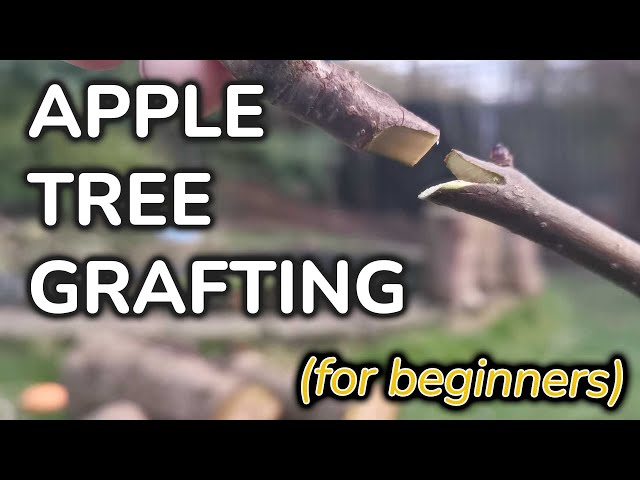 An Easy Method for Grafting Apple Trees – Mother Earth News