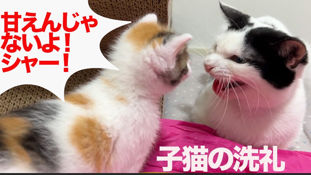 保護三毛子猫、オトナ猫社会の厳しさを知る - YouTube