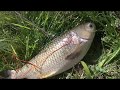 bowfishing pesca com arco 2019 carpa 47