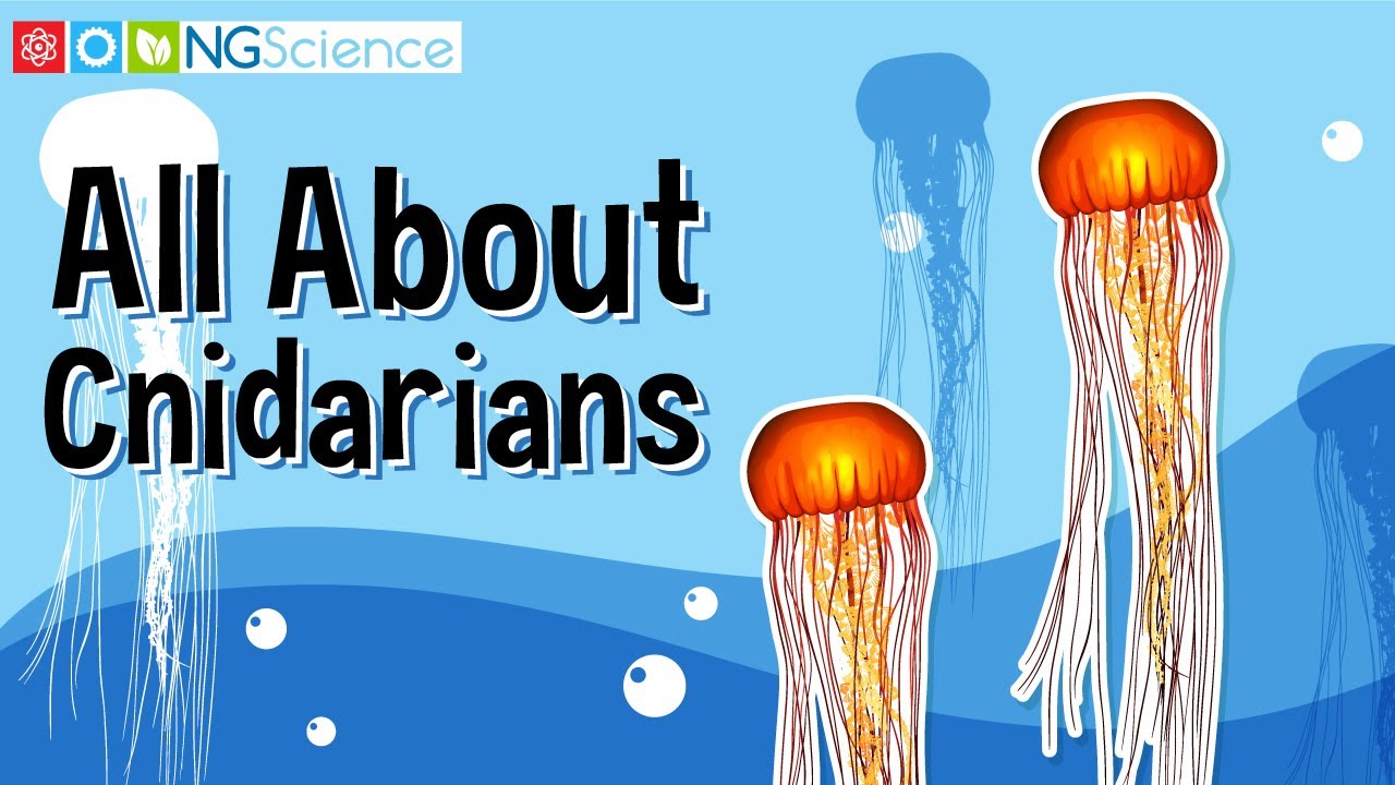 All About Cnidarians