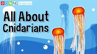 All About Cnidarians