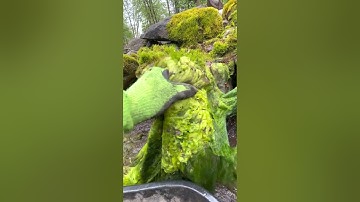 Pulling off Algae is SO Satisfying | #shorts