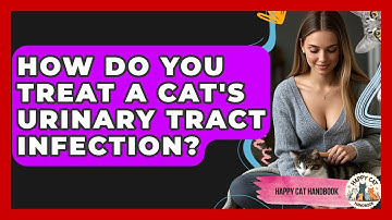How Do You Treat A Cat