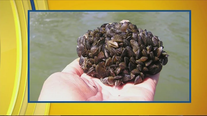 Aquatic invasive species threaten Iowa's lakes, rivers, and streams