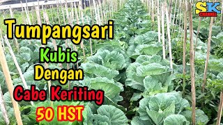 Download Lagu tumpangsari sayur kol grand nova dengan cabe keriting OR42 50 Hst |tumbuh berdampingan MP3 Download Lagu tumpangsari sayur kol grand nova dengan cabe keriting OR42 50 Hst |tumbuh berdampingan MP3