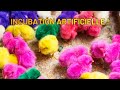 Tout savoir sur lincubation artificielle  mes poules et moi