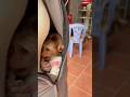 Baby monkey Beo hid inside his mother's shirt when he heard the dog barking.