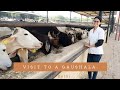 Visiting a Gaushala in Delhi of around 4500 cows | Vet Visit