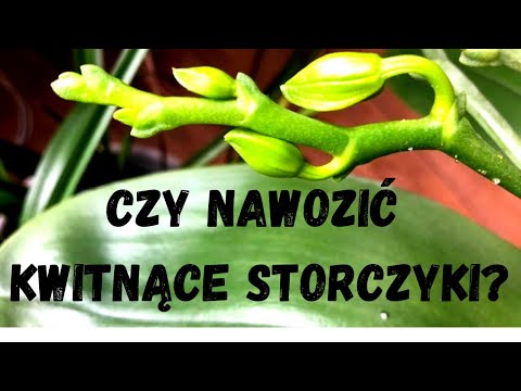 Czy nawożenie powoduje opadanie pąków kwiatowych? Czy należy nawozić kwitnące storczyki?