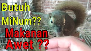 Tips Dan Trik.. Minuman Dan Makanan Bajing Kelapa Awet Lama Basi..