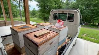 Harvesting Honey  #beekeeping #honeyextraction