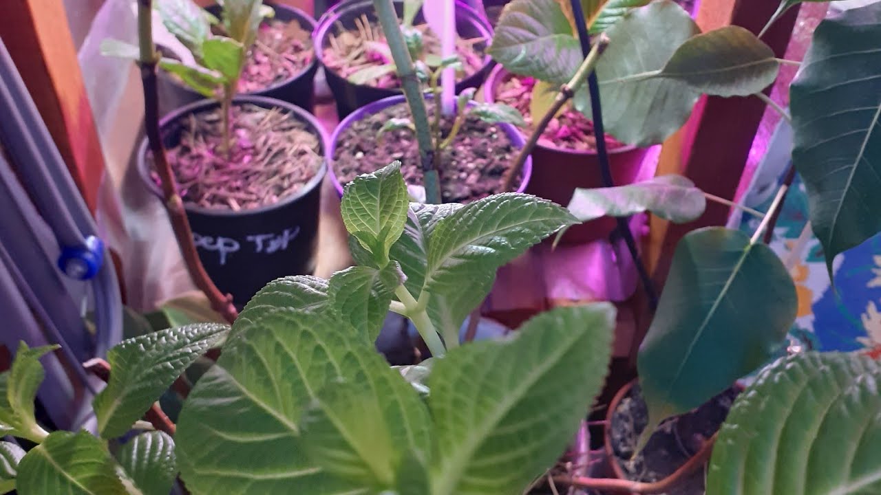 Сломалась Гортензия. Укореняю сломанные побеги (13.01.22) Сибирь, Омск ...