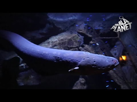 Video: Hvor lever elektriske ål?