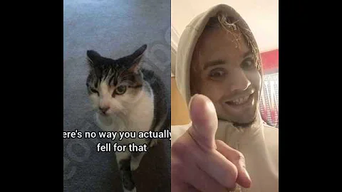 Video 11800261: funny cat, cat cute funny, cat playing