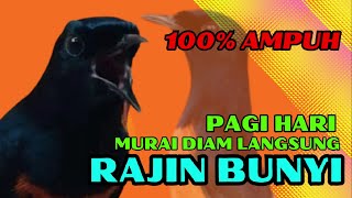 Pancingan PAGI-PAGI AGAR MURAI GACOR❗sekali coba murai DIAM langsung bunyi