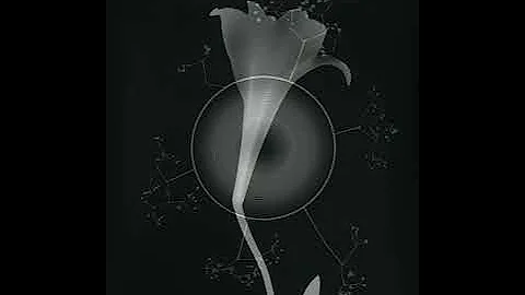 TIMOTHY REAGAN STUDIO . Photograms
