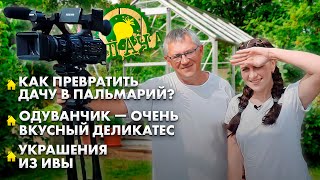 Что приготовить из одуванчиков? | Как превратить дачу в пальмарий? | Украшения из ивы | Дача