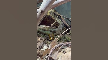 Woma Python - San Diego Zoo 6/12/22