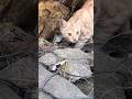 My kitty is searching for prey #kitten #play #cute