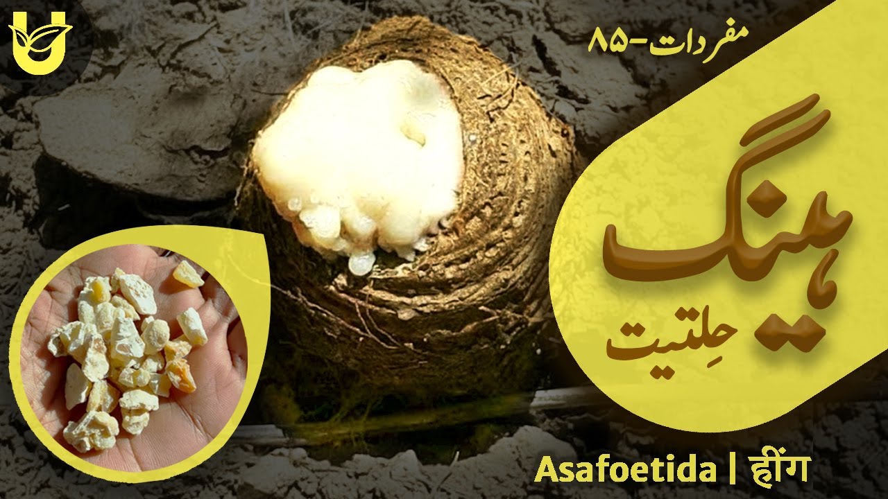 HILTEET (HEENG) | Asafoetida | حَلتیت ( ہینگ)