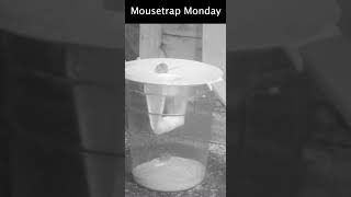 The Roll-In-The Hole Mouse Trap.